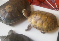 巴西龟几岁换壳（脱壳）