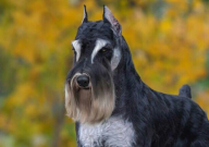 雪纳瑞冬天怕冷吗(保暖措施)