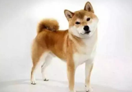 哪里能买到正宗的秋田犬(品质最好)