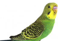 虎皮鹦鹉冬天能洗澡吗(为什么)