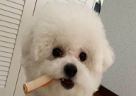 比熊剃毛后注意什么(细节)