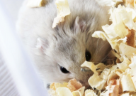 仓鼠可以吃红薯叶吗（生的）