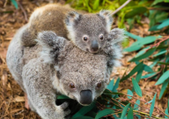 考拉可以当宠物吗（为什么）