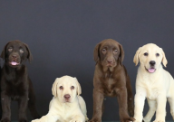 拉布拉多能吃西瓜吗（为什么）