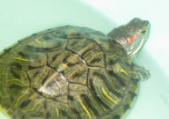 巴西龟便秘了怎么办(用什么药)