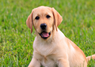 拉布拉多可以吃鸡肝吗（有营养吗）