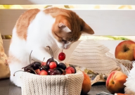 宠物猫能吃什么水果(对身体好)