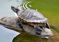 巴西龟用什么水养(合适)