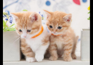 家猫和宠物猫的区别（在哪里）