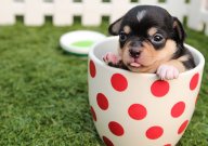 茶杯犬凶不凶(凶不凶猛)