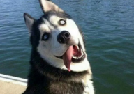 哈士奇犬舍推荐（排名）