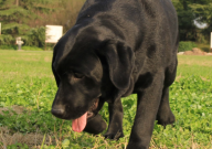 拉布拉多特别疯怎么办（太闹腾了）