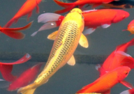 锦鲤烂鳃是什么引起的（原因）