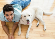 拉布拉多犬拆家吗(厉害吗)