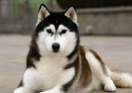 柴犬和哈士奇哪个好养一点(差别)