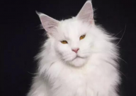 缅因猫什么颜色最好看（推荐）