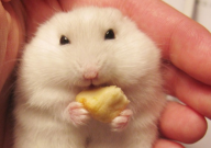 仓鼠可以吃生玉米吗(可不可以)