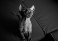德文卷毛猫什么时候开始爆毛(一般)
