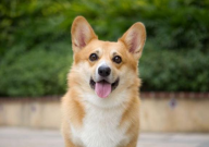 柯基可以吃火腿肠吗(为什么)