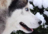 哈士奇狗的特点是什么（有什么）