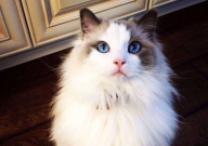 粘人的猫品种(有哪些)