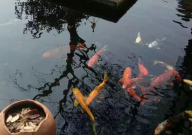 锦鲤烂肉什么原因(怎么治疗)
