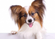养蝴蝶犬的危害（不养的理由）