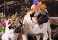 巴哥犬公的好还是母的好(对比)