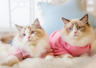 布偶猫为什么容易养死（注意事项）