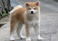 慧美秋田犬舍怎么样(是真的卖狗吗)