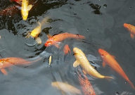 鱼塘水浑浊怎样变清用什么药(最好)