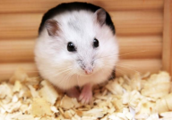 仓鼠能吃秋葵吗(生的还是熟的)