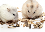 仓鼠能吃红薯干吗（熟的）