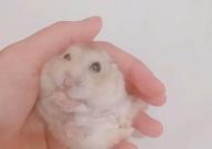 仓鼠能不能吃辣椒(辣的东西)