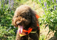 贵宾犬和比熊犬哪个好(好养些)