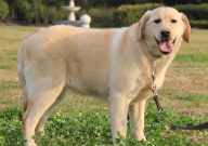 拉布拉多几个月断奶（最好）