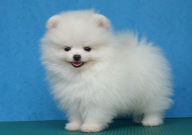 怎样训练博美犬（听话）