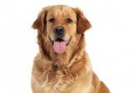 金毛可以吃白萝卜吗(为什么)