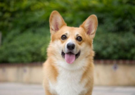 三色柯基和两色柯基哪个贵(贵一点)