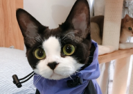 德文卷毛猫容易得猫癣吗(为什么)