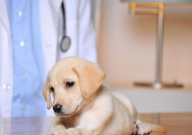 如何挑选拉布拉多幼犬(好的)
