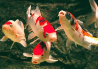 锦鲤鱼鳞掉光了能活吗(还能长出来吗)