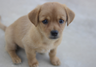 宠物零食制作教程(宠物零食制作方法)