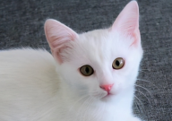 宠物猫病了不吃东西怎么处理(进来告诉你方法)