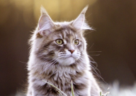 缅因猫一餐吃多少（猫粮）