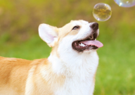 柯基一天吃多少(合适)