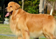 金毛狗感冒有什么症状(治疗方法)