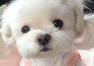马尔济斯犬聪明吗(智商排名)