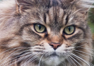 缅因猫怎么挑（方法）