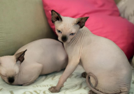 无毛猫好养么(难不难)